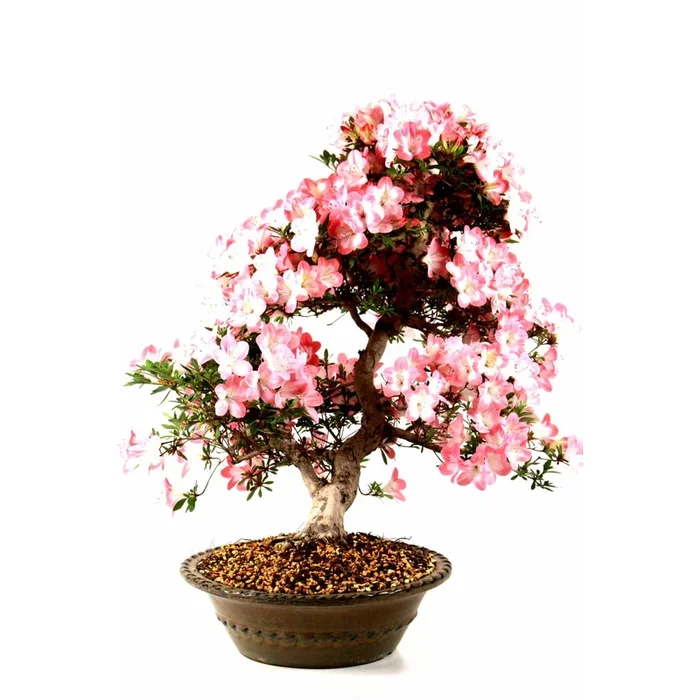 Bonsai Azalee Rhododendron indicum aus Japan 25 Jahre 65 cm