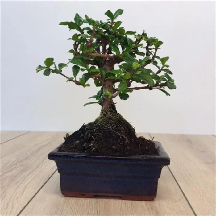 Bonsai