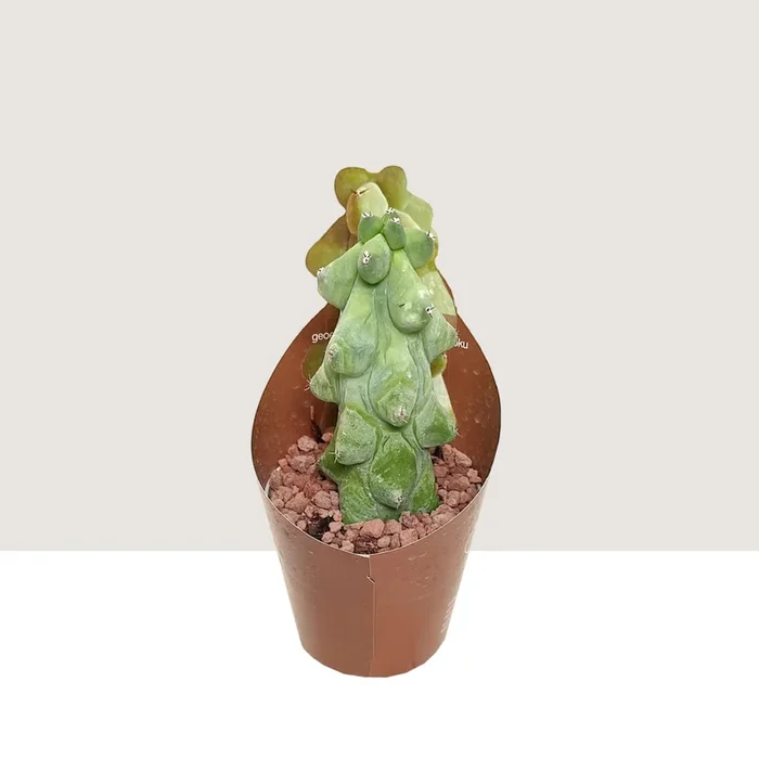 Booby Kaktus (Myrtillocactus geometrizans cv. fukurokuryuzinboku)