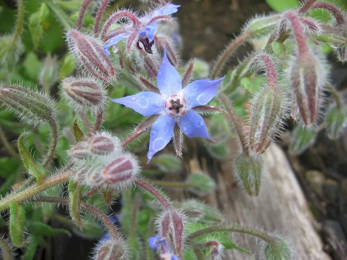 Boretsch, Borago officinalis