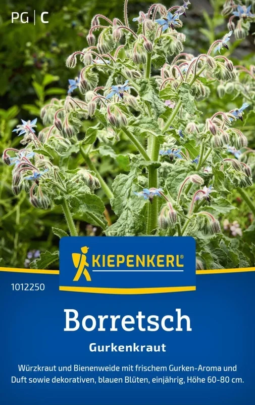 Borretsch Gurkenkraut, Würzkraut und Bienenweide- Gurken-Aroma – Höhe 60-80 cm