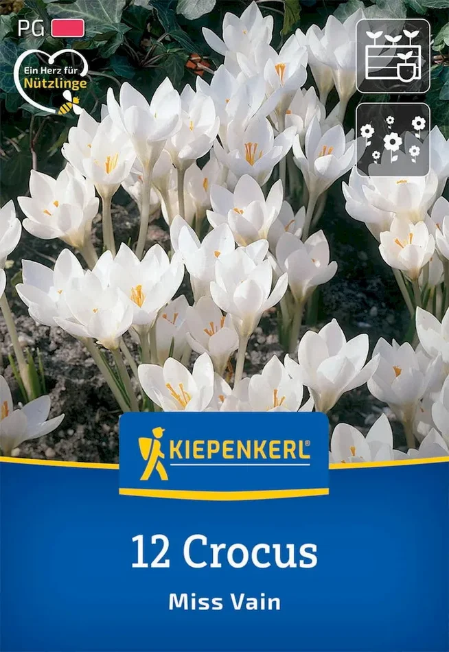 Botanischer Krokus Miss Vain