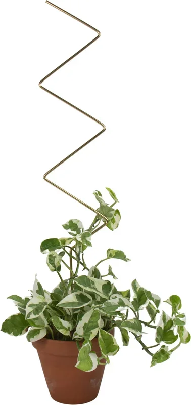 Botanopia Pflanzenstütze, Squiggle