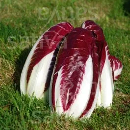 Bottiglione TT (Pintone) – Radicchio Treviso