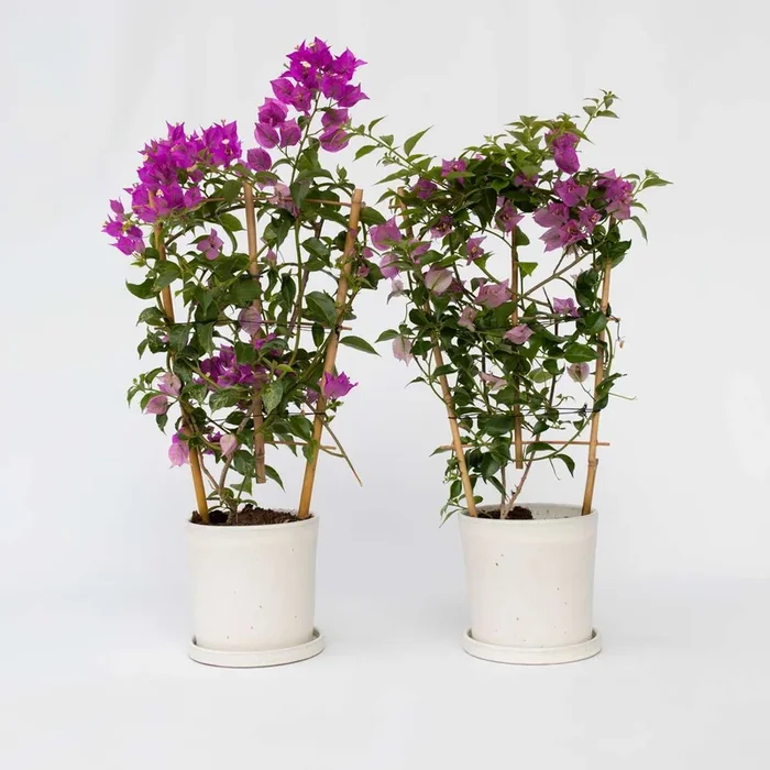 Bougainvillea ‚Alexandra‘ – Set of 2