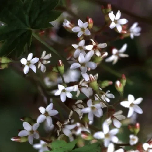 Boykinia Aconitifolia