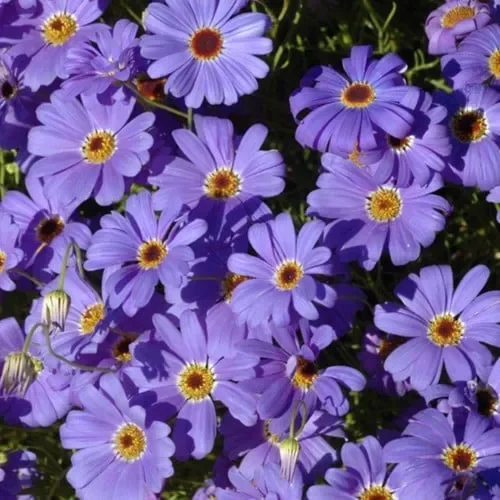 Brachyscome Iberidifolia