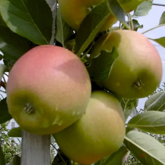 Braeburn – Winterapfel