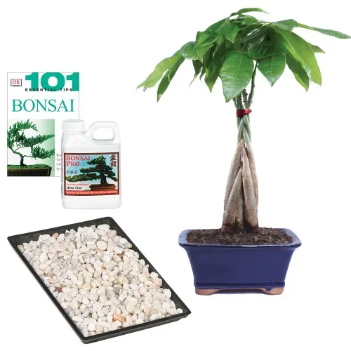 Braided Money Tree Complete Gift – DT1024MTCG