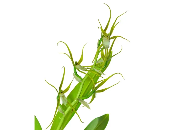 Brassia andreettae