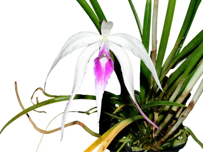 Brassocattleya Ivan Portilla ‚Camila‘