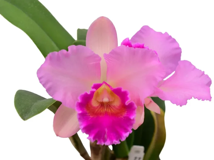 Brassolaeliocattleya Brydol Big x Cattleya Thalia