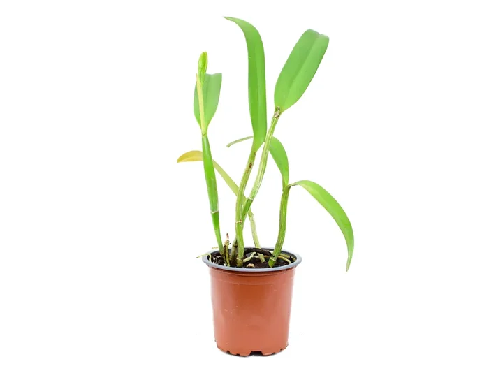 Brassolaeliocattleya Young-Min Orange
