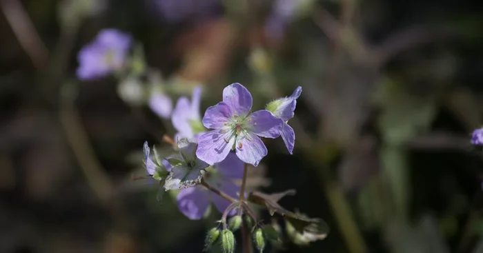 Braunblättriger Storchschnabel ‚Espresso‘