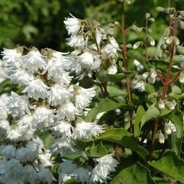 Brautspiere (Deutzia scabra ‚Plena‘)