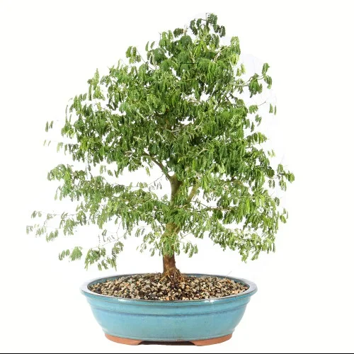 Brazillian Rain Tree – ST4824BRT- C