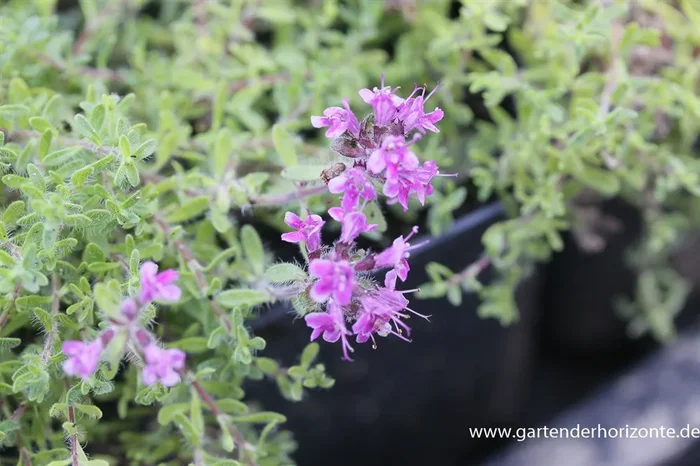 Bressingham-Garten-Thymian ‚Bressingham Seedling‘