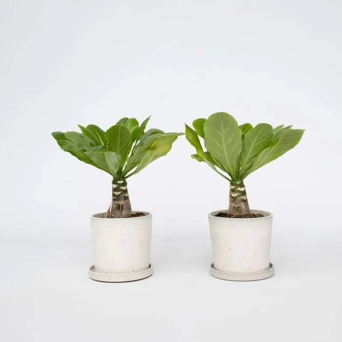 Brighamia Insignis ‚Hawaii‘ – Set of 2