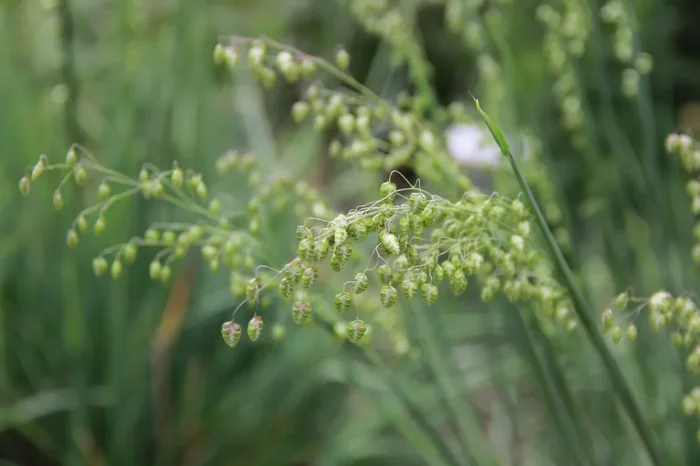 Briza media ‚Limouzi‘ (Garten-Zittergras)