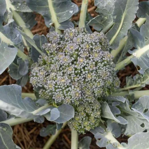 BroccoliCalabrese Natalino
