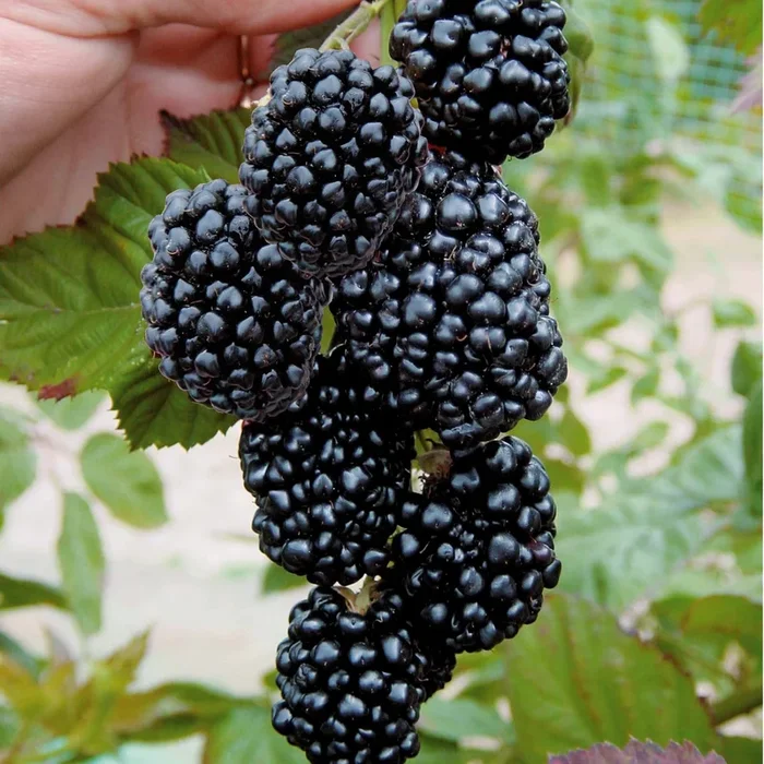 Brombeere ‚Triple Crown‘