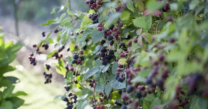 Brombeere ‚Triple Crown‘