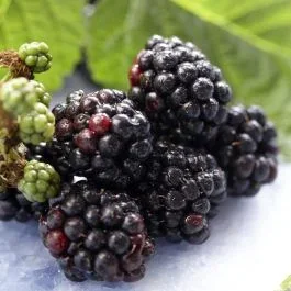 Brombeere Triple Crown 9 cm Topf