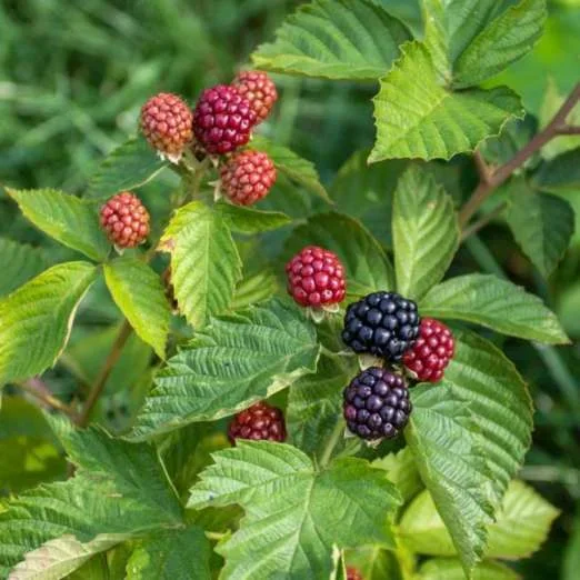 BrombeereAsterina