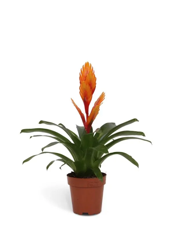 Bromelia Vriesea Intenso Orange