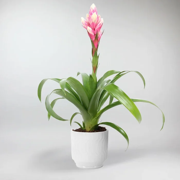 Bromelie Guzmania ‚Candy‘ – Guzmania conifera