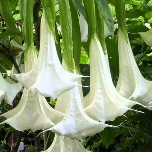 Brugmansia Arborea (Alba)