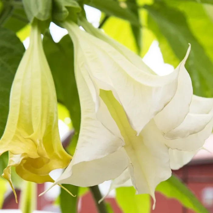 Brugmansia arborea