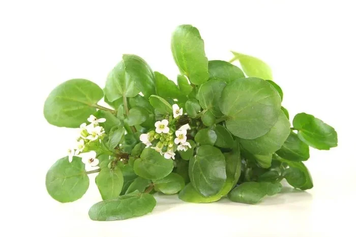 Brunnenkresse (Saatgut), Nasturtium officinale