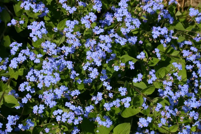 Brunnera macrophylla (Kaukasusvergissmeinnicht)