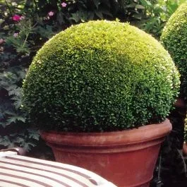 Buchsbaum Kugel 30cm