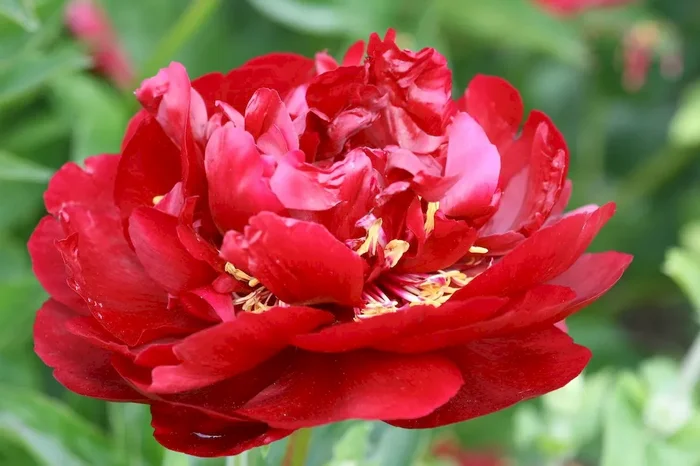 Buckeye Belle, Paeonia lactiflora x peregrina