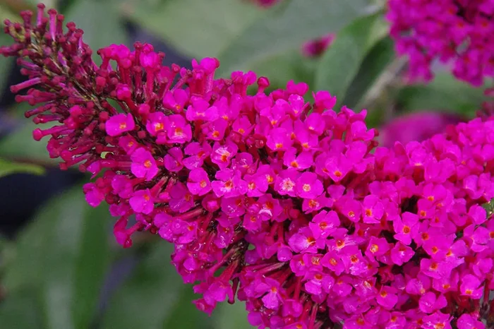 Buddleja Buzz® ‚Hot Raspberry‘ (Zwerg-Sommerflieder)