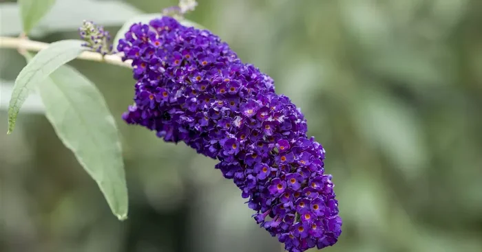 Buddleja davidii ‚Black Knight‘