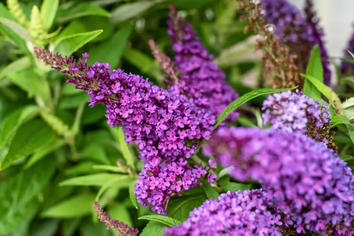 Buddleja davidii ‚Butterfly Candy® Little Purple‘ (Sommerflieder ‚Butterfly Candy® Little Purple‘)