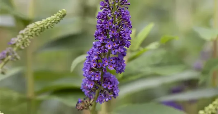 Buddleja davidii ‚Empire Blue‘