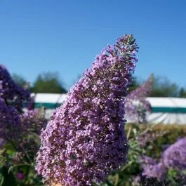 Buddleja davidii Gulliver 12 cm Topf