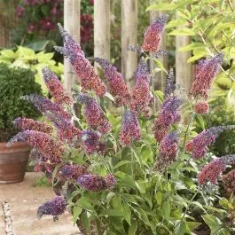 Buddleja Flower Power 9 cm pot
