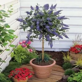 Buddleja Standard