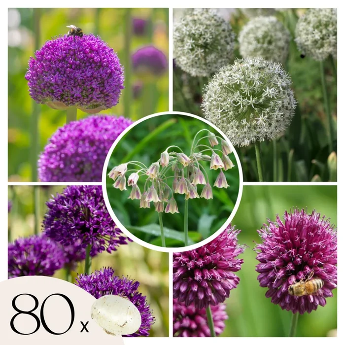 Bulb Garden Allium – Set of 80 – five varieties