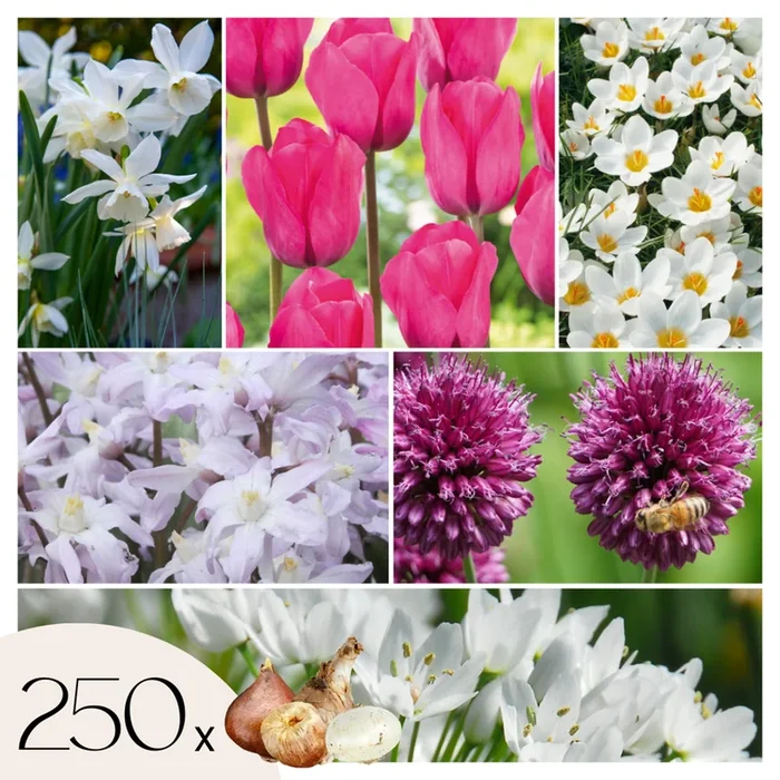 Bulb Garden Pink – 250 pieces – Daffodil, Allium, Crocus, Tulip