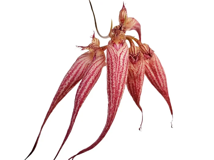 Bulbophyllum Elizabeth Ann ‚Buckleberry‘