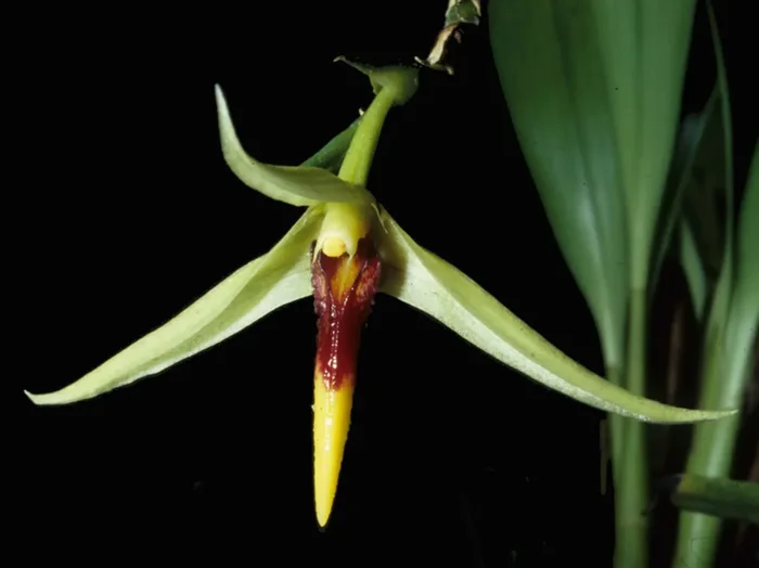 Bulbophyllum longiscapum