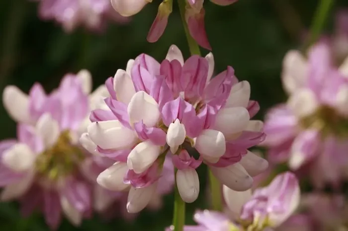 Bunte Kronwicke (Saatgut), Coronilla varia