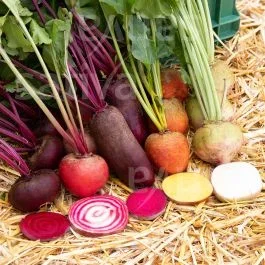 Bunte Randen – Rande