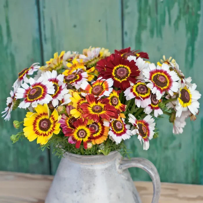 Bunte Wucherblume Bio-Blumen-Samen